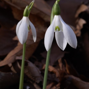 Galanthus regina-olgae